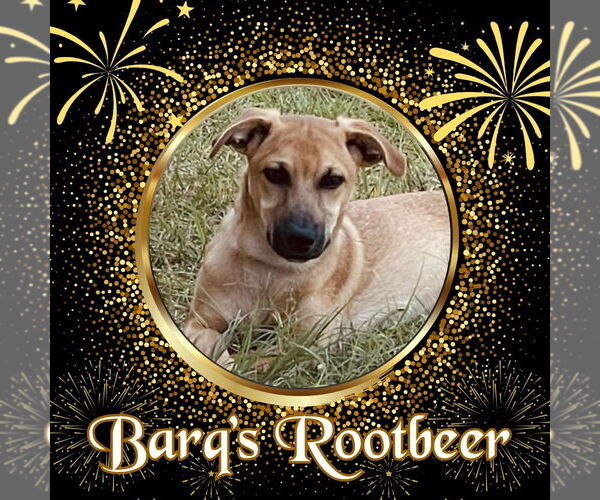 Medium Photo #2 Dachshund-Unknown Mix Puppy For Sale in San Antonio, TX, USA