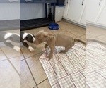 Small #13 American Pit Bull Terrier-American Staffordshire Terrier Mix