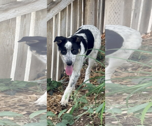 Medium Photo #1 Border Collie-Unknown Mix Puppy For Sale in Sandy, UT, USA
