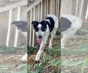 Border Collie-Unknown Mix Dogs for adoption in Sandy, UT, USA