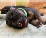 Small Photo #15 German Shepherd Dog Puppy For Sale in PINON HILLS, CA, USA