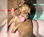 Small Photo #9 American Staffordshire Terrier-Unknown Mix Puppy For Sale in Holly Springs, NC, USA