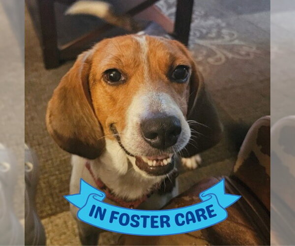 Medium Photo #4 Treeing Walker Coonhound Puppy For Sale in Tallahassee, FL, USA