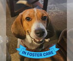 Small #3 Treeing Walker Coonhound