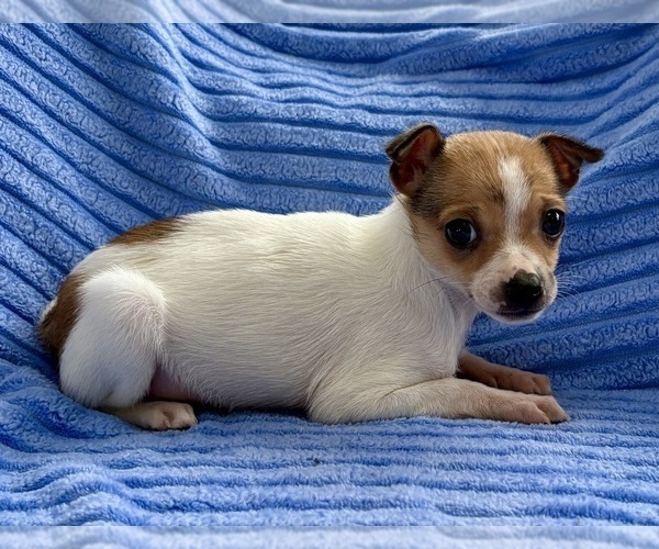 Medium Photo #5 Chihuahua Puppy For Sale in FAIR HAVEN, MI, USA