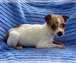 Small Photo #5 Chihuahua Puppy For Sale in FAIR HAVEN, MI, USA