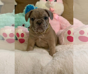 French Bulldog Puppy for Sale in CONVERSE, Texas USA