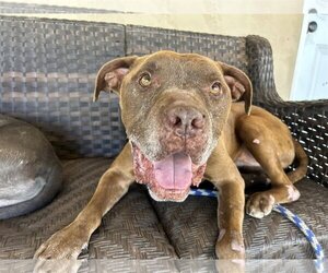 American Pit Bull Terrier Dogs for adoption in  Ramona, CA, USA