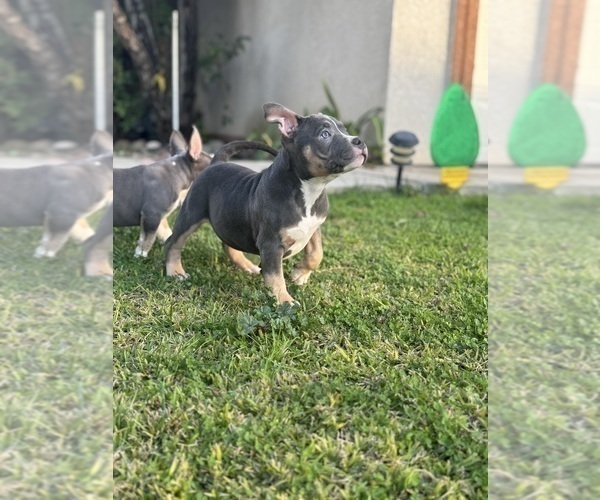 Medium Photo #8 American Bully Puppy For Sale in BAKERSFIELD, CA, USA