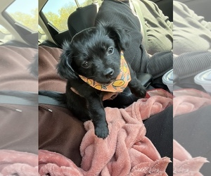 Chihuahua-YorkiePoo Mix Puppy for sale in CONWAY, SC, USA
