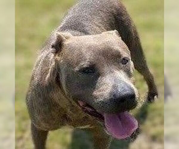 Medium Photo #2 American Staffordshire Terrier-Unknown Mix Puppy For Sale in columbia, SC, USA