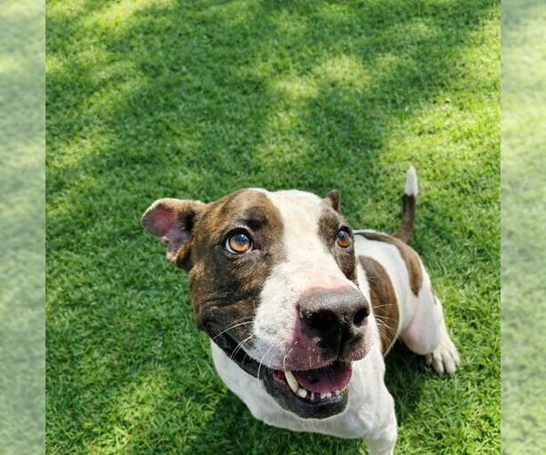 Medium Photo #2 Mutt Puppy For Sale in Sanford, FL, USA