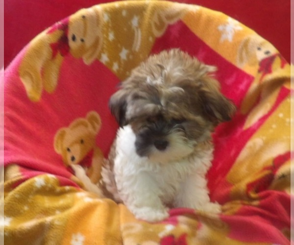 Medium Photo #3 Mal-Shi Puppy For Sale in PATERSON, NJ, USA