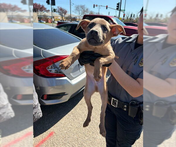 Medium Photo #1 Rhodesian Ridgeback-Unknown Mix Puppy For Sale in Stockton, CA, USA
