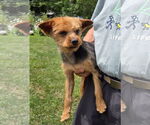 Small Mutt