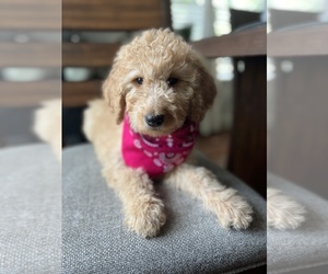 Goldendoodle Puppy for sale in N HIGHLANDS, CA, USA