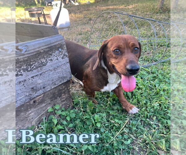 Medium Photo #2 Dachshund Puppy For Sale in San Antonio, TX, USA