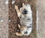 Small Photo #15 Australian Shepherd Puppy For Sale in MERIDIANVILLE, AL, USA