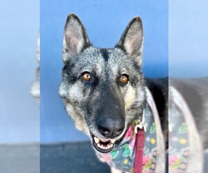 German Shepherd Dog-Huskies  Mix Dogs for adoption in Lake Forest, CA, USA