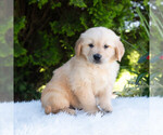 Small #5 Golden Retriever