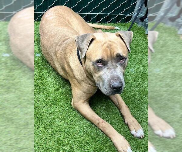 Medium Photo #1 Mutt Puppy For Sale in Downey, CA, USA