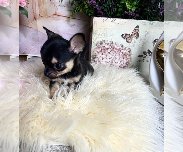 Medium Photo #2 Chihuahua Puppy For Sale in TRACY, CA, USA