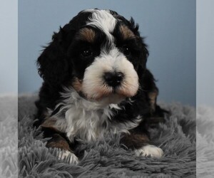 Aussiedoodle Miniature Puppy for sale in SUNBURY, PA, USA