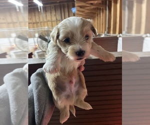Morkie Puppy for sale in WHITE OAK, GA, USA