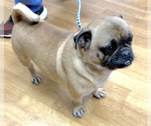 Medium Photo #3 Pug Puppy For Sale in Mount Airy, NC, USA