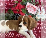 Small #1 Cavalier King Charles Spaniel