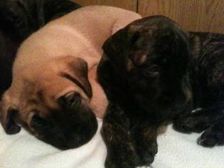 Mastiff Puppy for sale in BELLVIEW, WV, USA