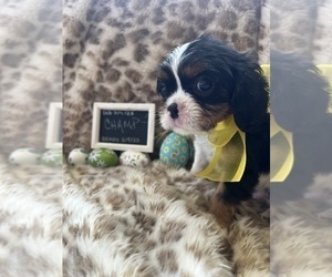 Cavalier King Charles Spaniel Puppy for sale in ABILENE, TX, USA