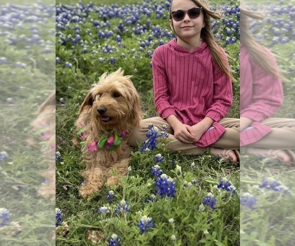 Medium Photo #31 Goldendoodle (Miniature) Puppy For Sale in HALTOM CITY, TX, USA