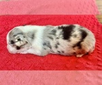 Small #1 Australian Shepherd