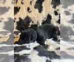 Small Photo #13 German Shepherd Dog Puppy For Sale in YELM, WA, USA