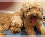 Small #4 Poodle (Toy)