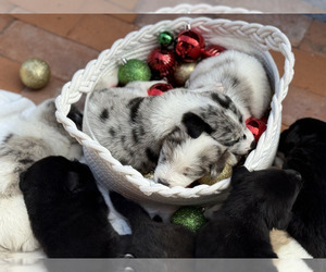 Akita-Bernedoodle Mix Puppy for sale in TUCSON, AZ, USA