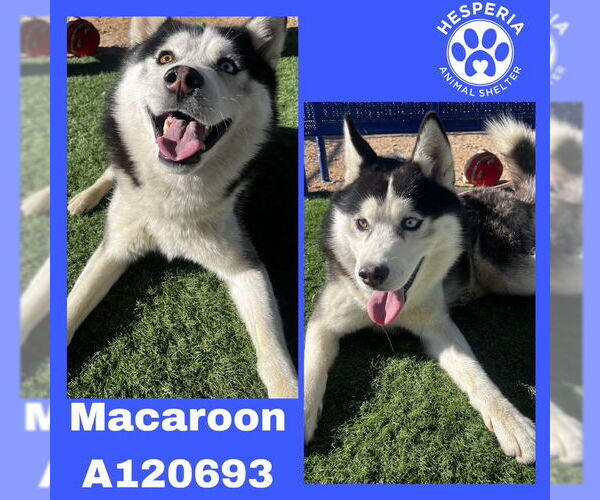 Medium Photo #2 Siberian Husky Puppy For Sale in HESPERIA, CA, USA