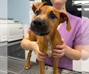 Boxador Dogs for adoption in Washington, DC, USA
