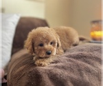 Small Photo #7 Cavapoo Puppy For Sale in CENTER, TX, USA