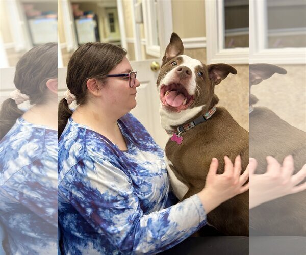 Medium Photo #7 American Pit Bull Terrier-Labrador Retriever Mix Puppy For Sale in West Cornwall, CT, USA
