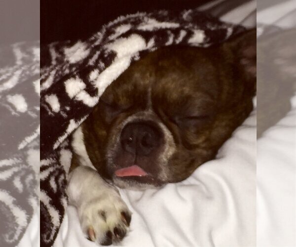 Medium Photo #1 Boston Huahua Puppy For Sale in Little Elm, TX, USA