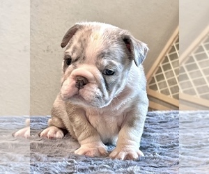 English Bulldog Puppy for sale in VIRGINIA BEACH, VA, USA