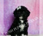 Puppy Pascal Poodle (Toy)