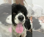 Small #1 Cocker Spaniel