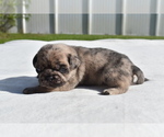 Small #2 Pug
