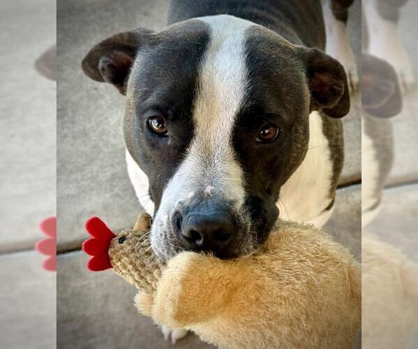 Medium Photo #2 Mutt Puppy For Sale in Lodi, CA, USA