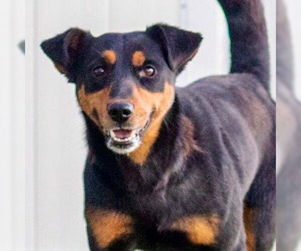 Medium Photo #5 Mutt Puppy For Sale in Canton, CT, USA