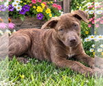 Small Photo #3 Labrador Retriever Puppy For Sale in Yardley, PA, USA