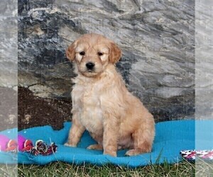 Goldendoodle (Miniature) Puppy for sale in STRASBURG, PA, USA